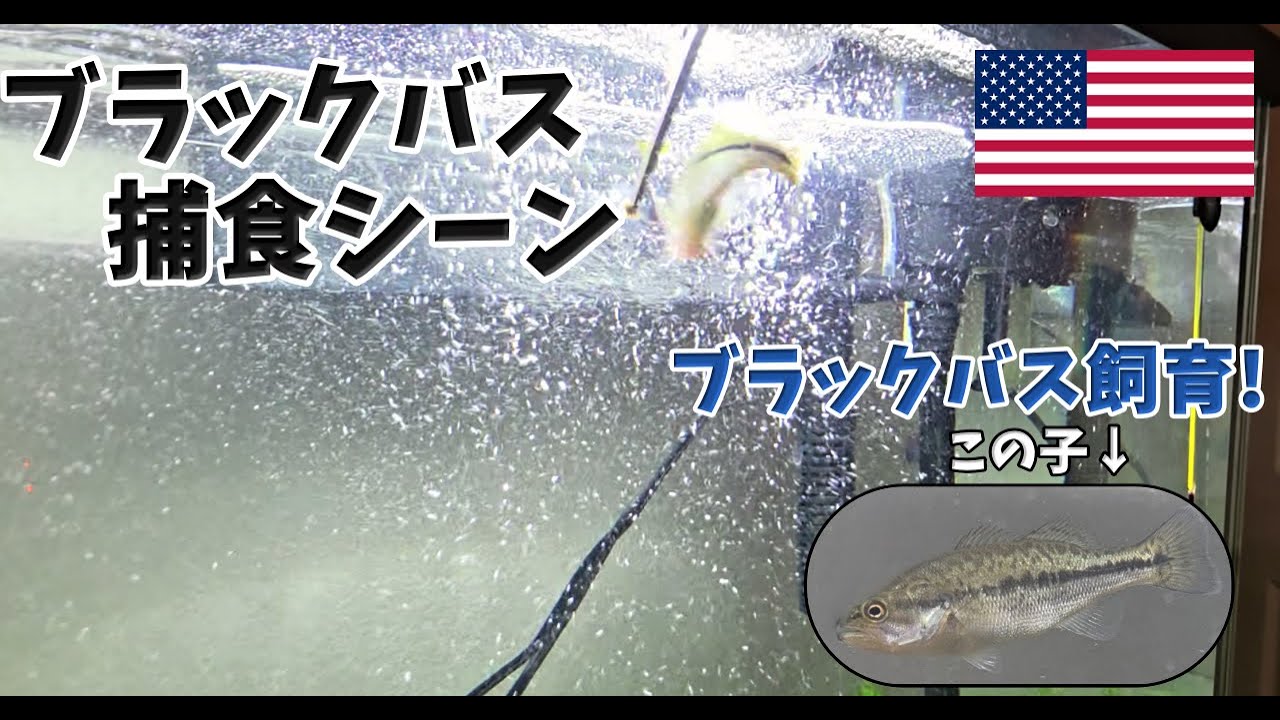 水槽で飼育中のブラックバスに餌をあげてみた【アクアリウム】