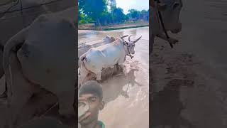 kitni dur abhi kitni dur hai Chandan viral short song Prithviraj blogger
