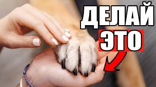картинка: 16 РЕАЛЬНЫХ Способов Сказать Собаке 