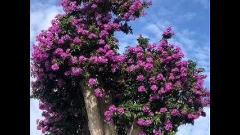 Cần sang nhượng vườn cây Bằng Lăng ghép hoa Tường Vi nở hoa đẹp rực rỡ