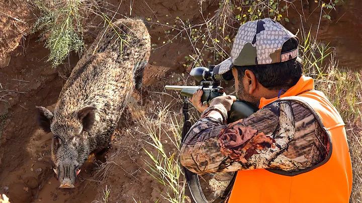 GIANT MONSTER BOARS: Incredible Close-Range Shots & Fearless Hunting Dogs!