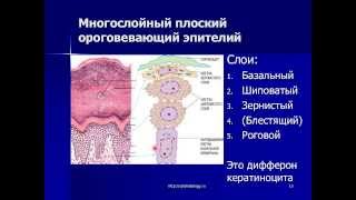 Эпителиальные ткани. Покровные эпителии 2.(Лекция по гистологии. Представлены различные виды покровных эпителиев., 2014-03-01T11:45:28.000Z)