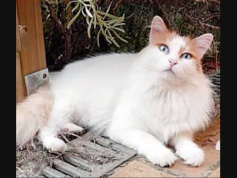 ÐÐ°ÑÑÐ¸Ð½ÐºÐ¸ Ð¿Ð¾ Ð·Ð°Ð¿ÑÐ¾ÑÑ vana cats