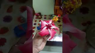 दशमत फूल के प्रकार | Dashmat Flower Types &amp; Care Tips in Hindi | Garden Flower Information