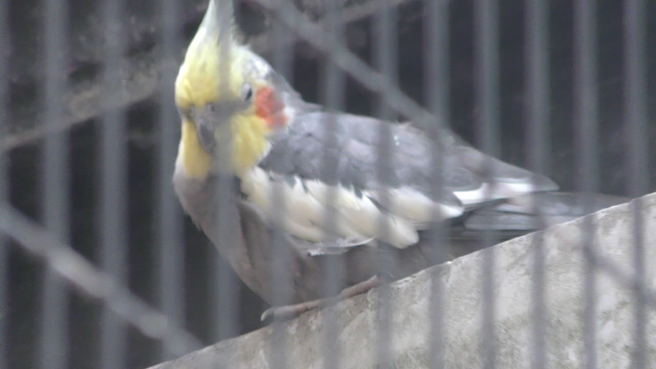 Cockatiel (Fukuoka Municipal Zoo and Botanical Garden, Fukuoka