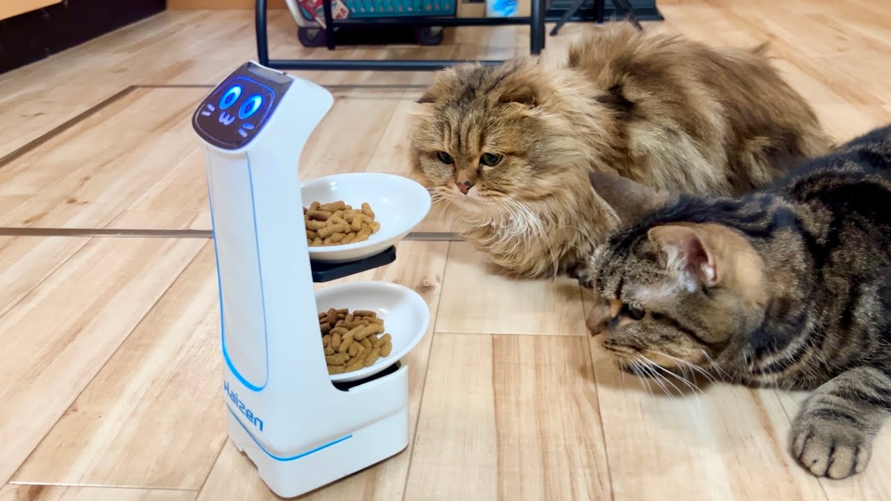 ネコ　ロボット 大人気ネコ型配膳ロボットの最新モデル「BellaBot Pro」を販売