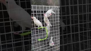 Albino Java 5 pis available #smallparrot #birds #birdsmarket#lovebirds#javabirds#superbparrot #java