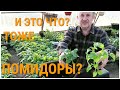 Помидоры с картофельным как у перца, и морковным типом листа Оптимальный размер горшочка для рассады