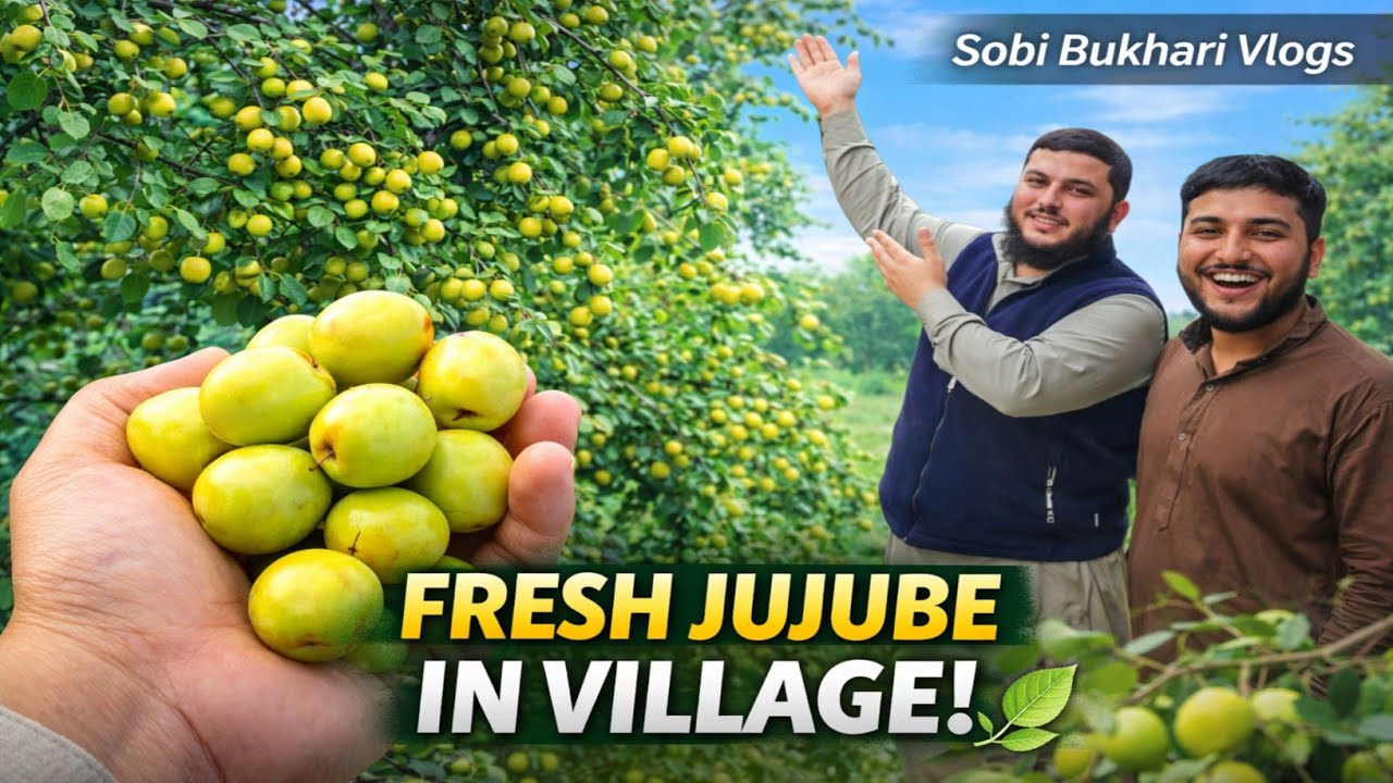 Eating Fresh Ber In My Village 🍃 | Pure Desi Life