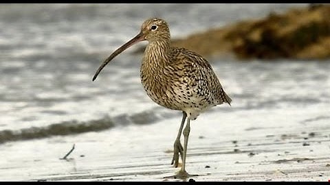 Birds of Ireland: The Curlew & its haunting song