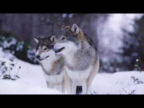 Diane Arkenstone X David Arkenstone Snows Of Avalon Official Video