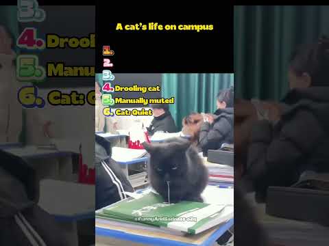 A cat's life