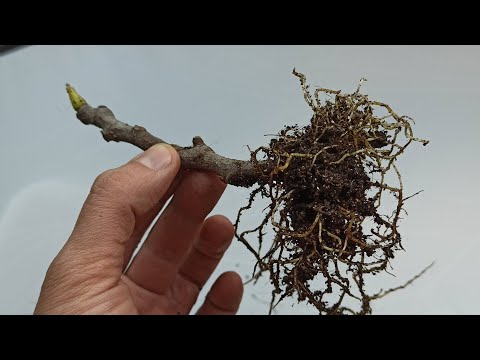 Figs Rooting Horizontally and Vertically