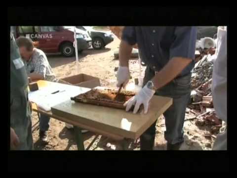biologiepagina Bijensterfte [3/3]