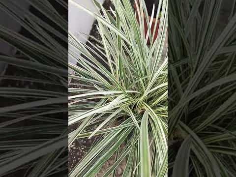 Phalaris grass #shorts