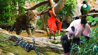 Beautiful Wild Kingdom Real Sounds &amp; Relaxing Nature | Part 18