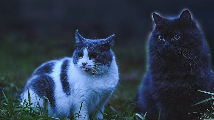 Watch the video about Excited Cats in a Windy Garden | Nature Sounds & Soothing Ambience