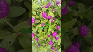 Do you mind adding globe amaranth into your garden? #flowers #flowers #flowergarden #ornamentals