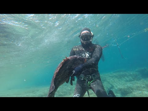 #grouper #giantgrouper #swallow