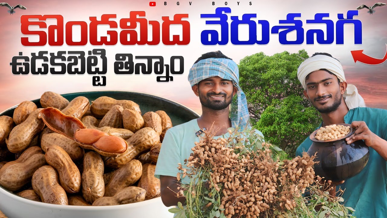 wild peanuts:పచ్చని కొండ మీద రుచిగా వేరుశనగ వూదకబెట్టి తిన్నాం|Bgv Boys