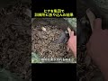 ホロホロチョウ、群れで育てた結果こうなった