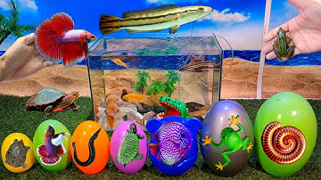 Tổng hợp video cá cảnh đẹp, động vật dễ thương, ếch xanh, cá lóc thái, cá dĩa, cá lia thia, cá sấu