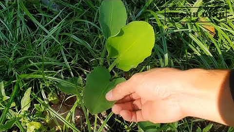 Đi Tìm Nguồn Đất Cực Tốt Để Trồng Rong Đuôi Chó Đuôi Chồn Và Phát Hiện Cây Thủy Sinh Bán Cạn