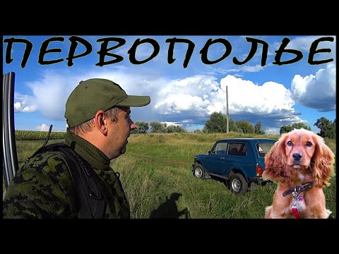 Первая осенняя охота с собакой. Русский Охотничий Спаниель - первополье. Будущий ушастый охотник.