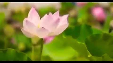 نَبِّئْ عِبَادِي أَنِّي أَنَا الْغَفُورُ الرَّحِيمُ #سورة_الحجر 😭❤️💚 راحة القلب والروح🌸💚