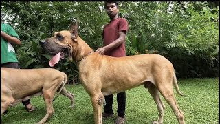 100 GREAT DANES IN ONE DOG KENNEL #greatdanes by SCOOBERS 21,369 views 9 months ago 9 minutes, 46 seconds