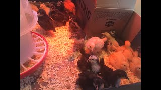 HOW TO RAISE BABY CHICKENS AND SILK BABYS by JOAO CLAUDIO USA 104 views 3 years ago 9 minutes, 54 seconds