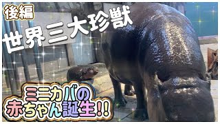 【後編】ミニカバの赤ちゃんが誕生♪ NIFREL(ニフレル)を完全攻略 ~生きているミュージアム ~