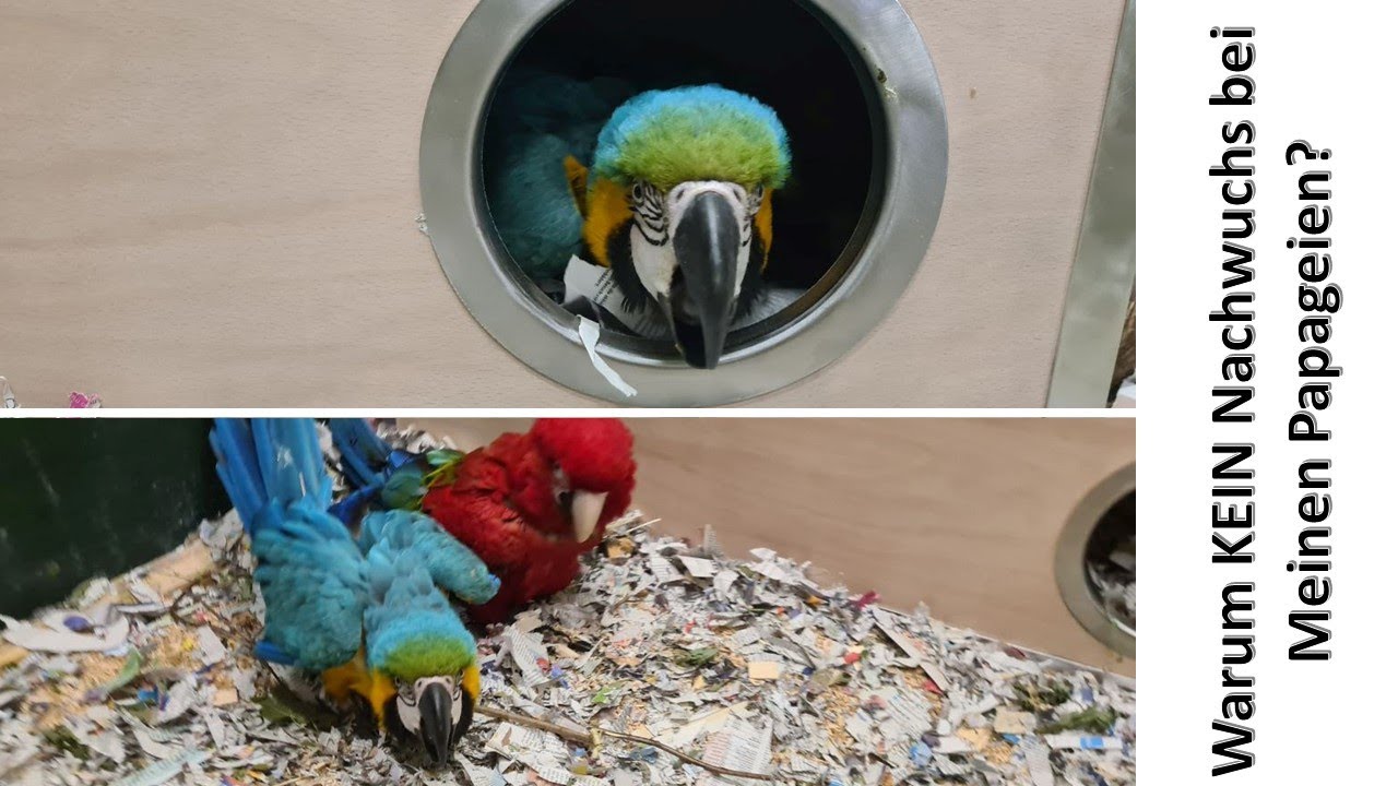 Wieso wird es bei meinen Papageien KEINEN Nachwuchs geben?