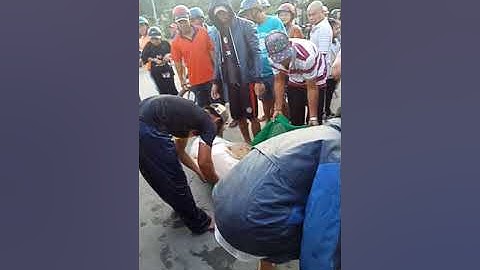 cá cha dầu nặng nhất việt Nam 260 kg tại hồng ngự