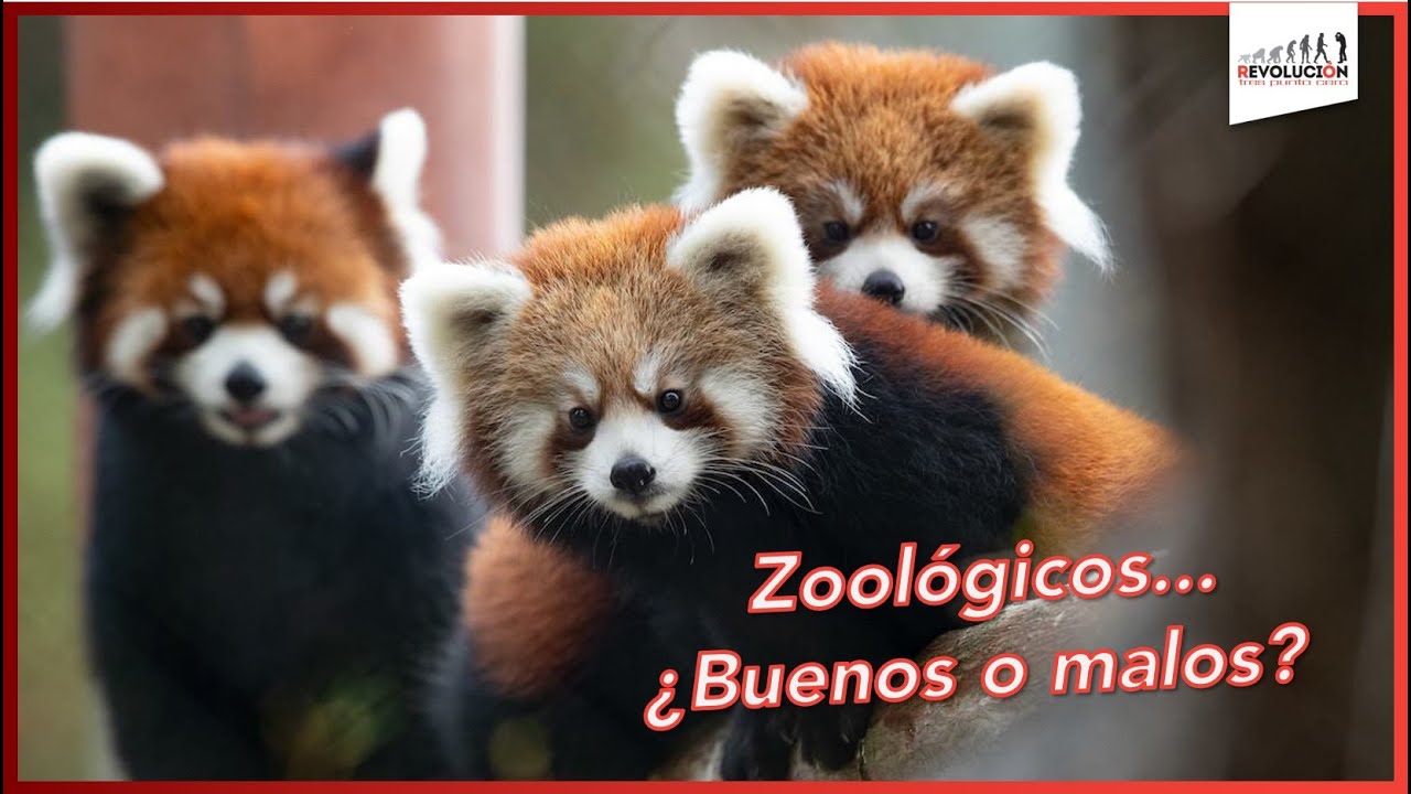 Zoológicos... ¿Buenos o malos? - YouTube