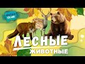 Дикие животные - Кто живет в лесу - развивающие мультики Монтессори для самых маленьких