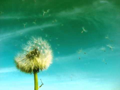 Nympha Video