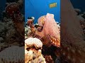 Мімікрія це дивовижна здатність восьминогів. #shorts #short #sea #octopuses