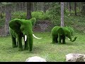 Топиарные фигуры - как «вырастить» слона в огороде?