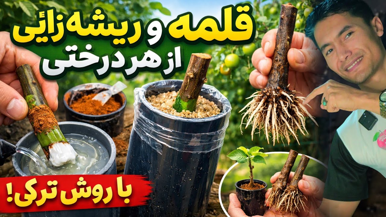 💥قلمه و ریشه زایی از هر درختی با روش ترکی / با این روش از هر شاخه‌ی قلمه بگیر و ریشه دار کن