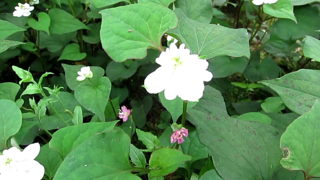 東慶寺の八重咲きドクダミ Youtube