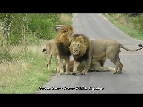 3 Male Lions In Kruger Show How To Love With Passion 