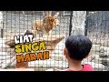 Ketemu Singa Marah di Kebun Binatang Bandung 2019