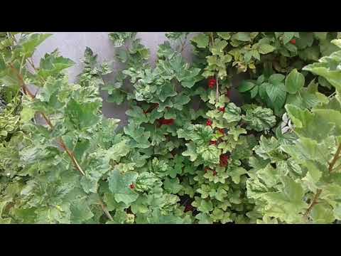 Красная смородина (поречка)