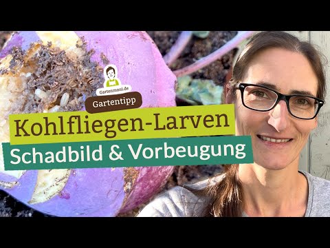 Video: Tipps zur Bekämpfung und Vorbeugung von Kohlmaden