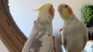 If you are happy and you know it  Cockatiel singing