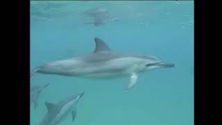 Snorkeling with dolphins in Hawaii #shorts by Michael Barber 67 views 3 years ago 22 seconds