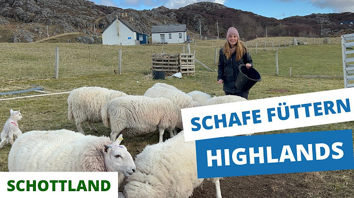 Spontanes Abenteuer: Schafe füttern in den schottischen Highlands
