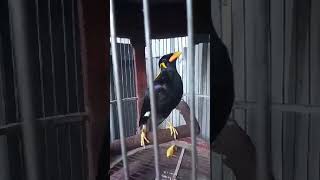 Burung Beo pintar  ngomong Om swastyastu