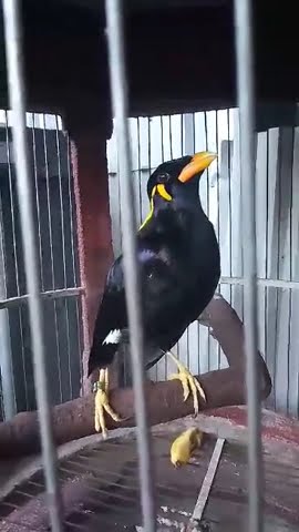 Burung Beo pintar ngomong Om swastyastu
